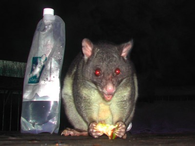 Possum