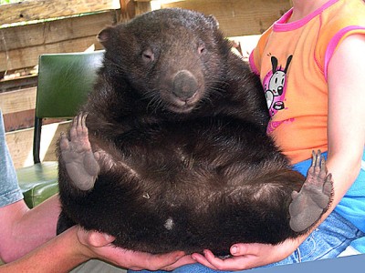Wild Life Animal