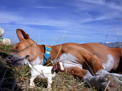 Wachhund