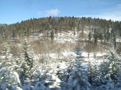 Weiss auf Schwarzwald
