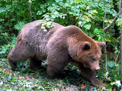 3. Nachwuchs für Ursus den Bären...