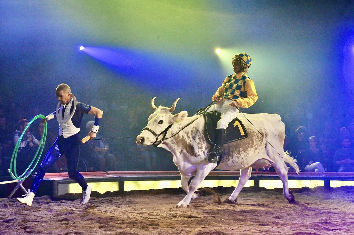 Heute im St. Galler Tagblatt:  Eine Kuh als Zirkusstar!