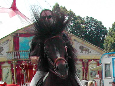 Pferdenarr
