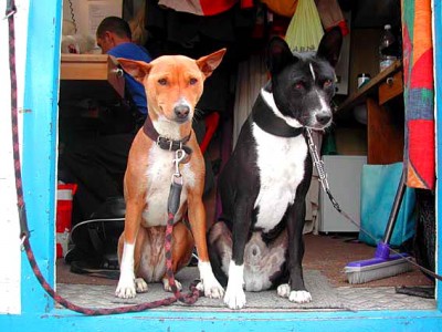 Red Basenji meets black Basenji
