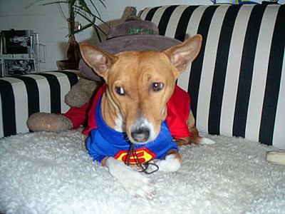 Superhund