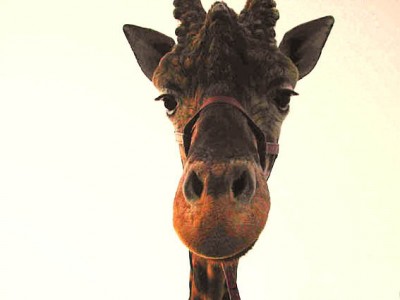 thegiraff