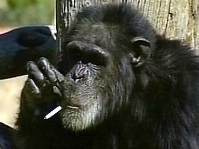 Rauchender Affe geht auf Entzug